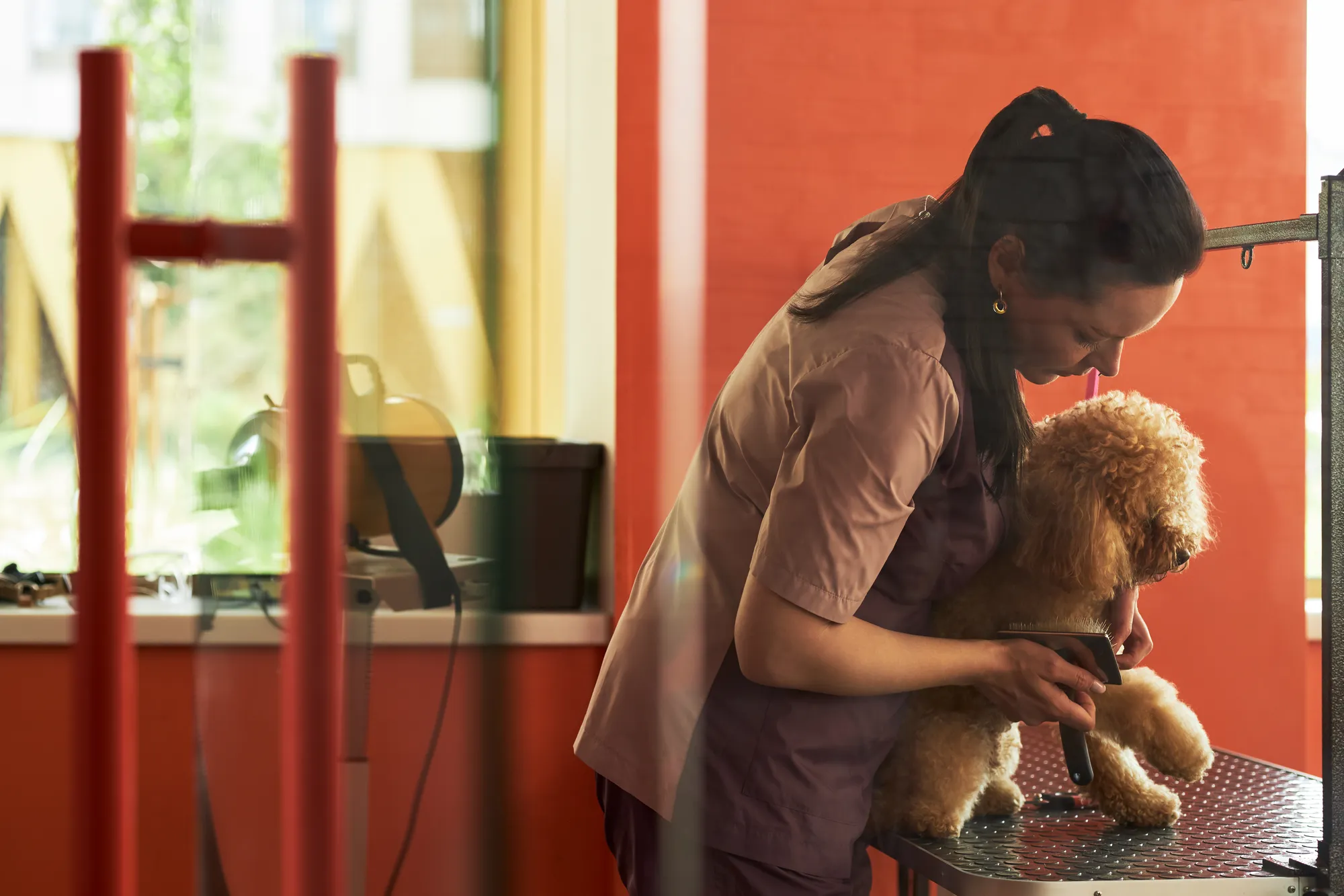 A groomer washing a dog